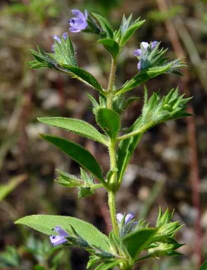 {Isanthus brachiatus}